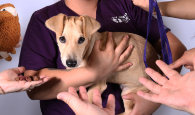 Veterinarians Reveal the Biggest Mistakes Pet Owners Make